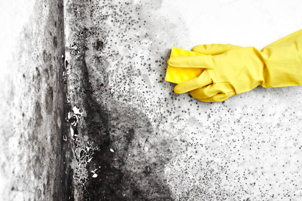 Best Mold Cleaning Services  in Cottonwood Shores, TX