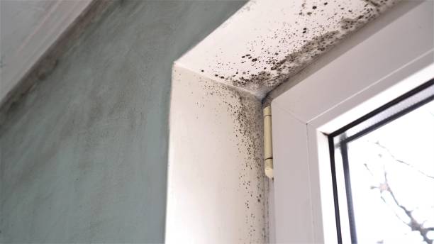 Best Home Mold Removal  in Cottonwood Shores, TX