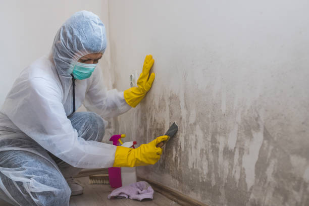 Best Residential Mold Removal  in Cottonwood Shores, TX