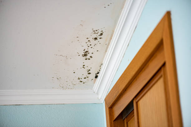 Best Toxic Mold Removal  in Cottonwood Shores, TX