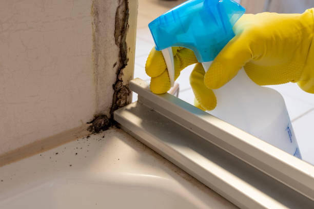 Best Local Mold Removal Service  in Cottonwood Shores, TX