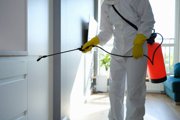 Best Black Mold Removal  in Cottonwood Shores, TX