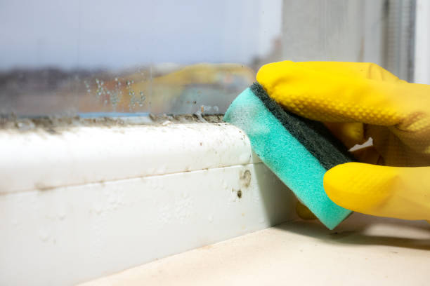 Best Fast Mold Removal  in Cottonwood Shores, TX