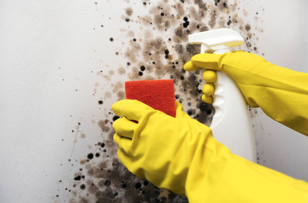 Professional Mold Removal in Cottonwood Shores, TX