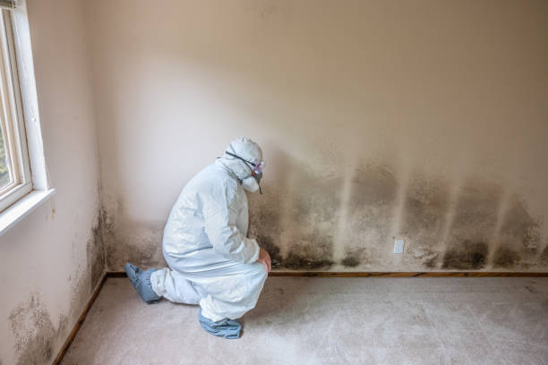 Best Commercial Mold Removal  in Cottonwood Shores, TX