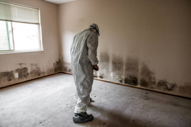 Best Mold Remediation Services  in Cottonwood Shores, TX