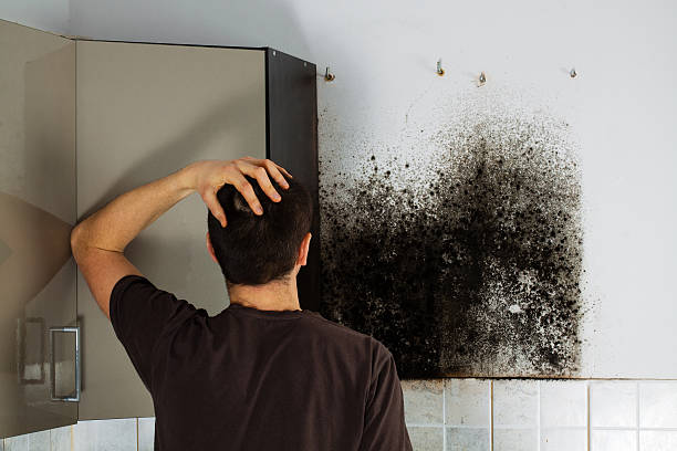 Best Professional Mold Removal  in Cottonwood Shores, TX