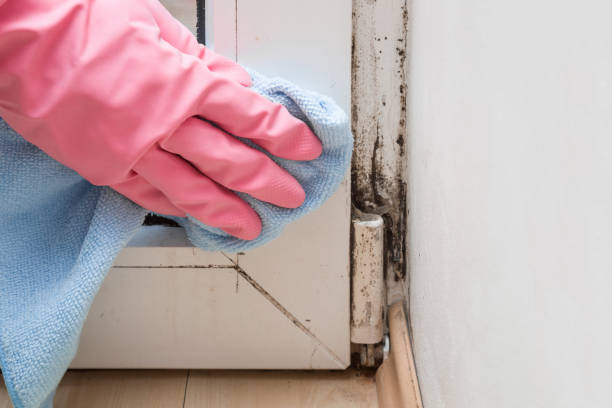 Best Attic Mold Removal  in Cottonwood Shores, TX